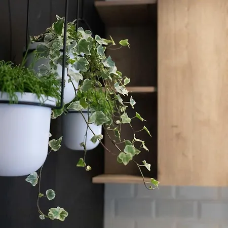 Live The Local Life , Old Town *