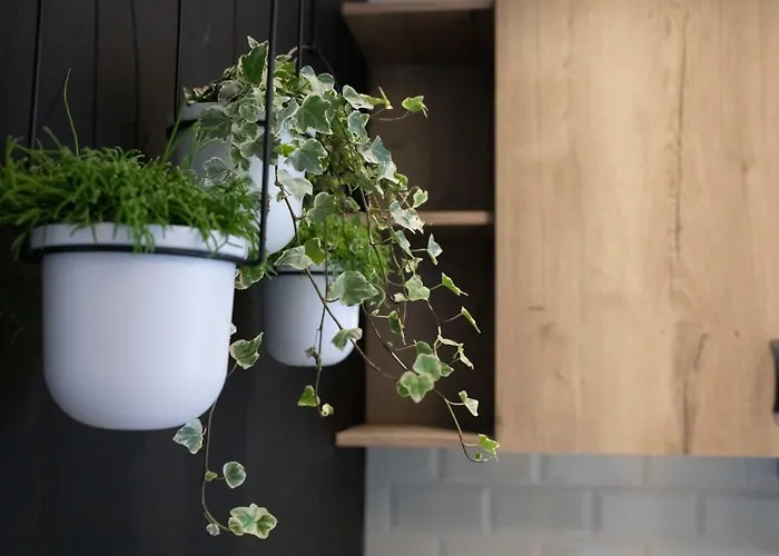 Live The Local Life , Old Town *